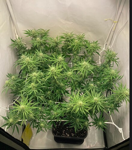 Growreport Bild 7