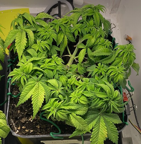 Growreport Bild 20