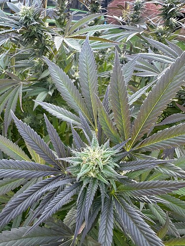 Growreport Bild 25