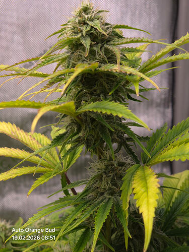 Nahaufnahme einer blühenden Cannabis-Pflanze mit sichtbaren Trichomen und Stigmen.
