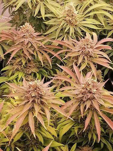 Growreport Bild 9