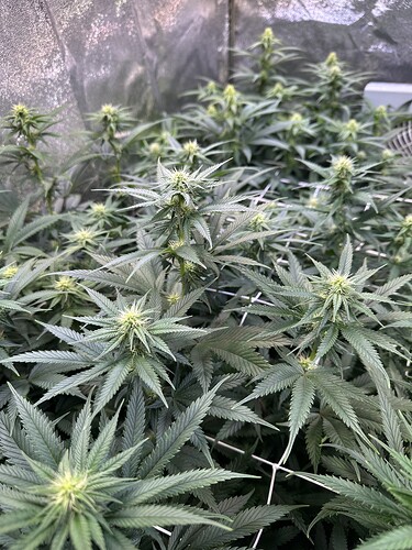 Growreport Bild 28