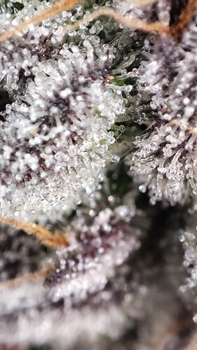 Growreport Bild 5