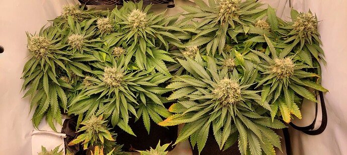 Growreport Bild 3