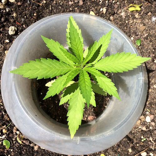 Grow26_0609_17