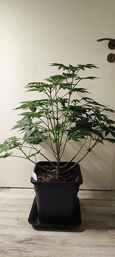 Growreport Bild 2
