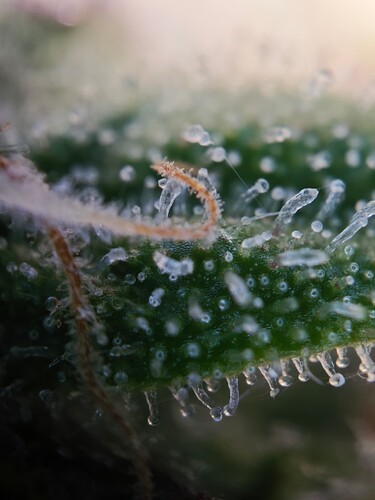 MVIMG_20251116_204205