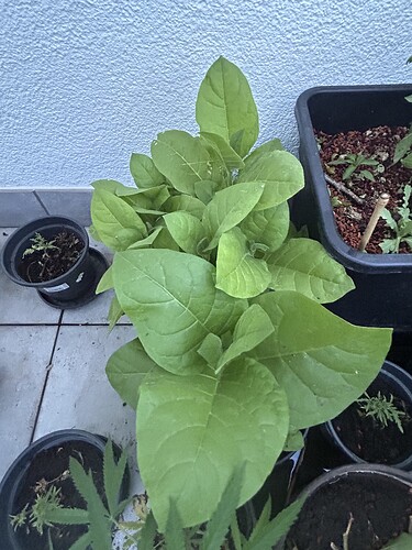 Growreport Bild 56