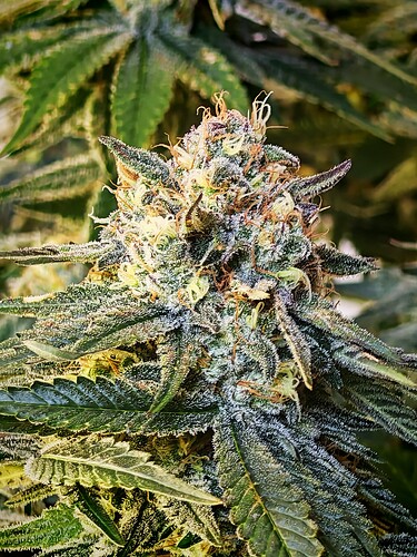 Growreport Bild 8