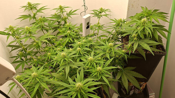 Growreport Bild 246