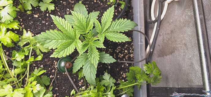 Growreport Bild 2