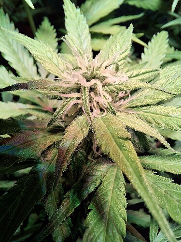 Growreport Bild 9