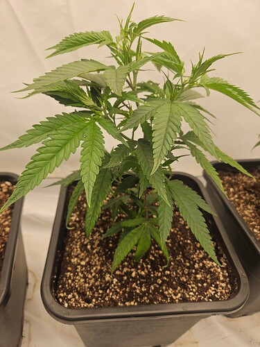 Growreport Bild 17