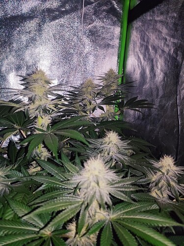 Growreport Bild 68