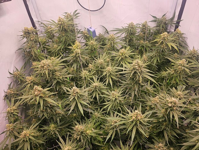 Growreport Bild 2