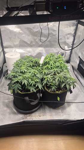 Growreport Bild 1
