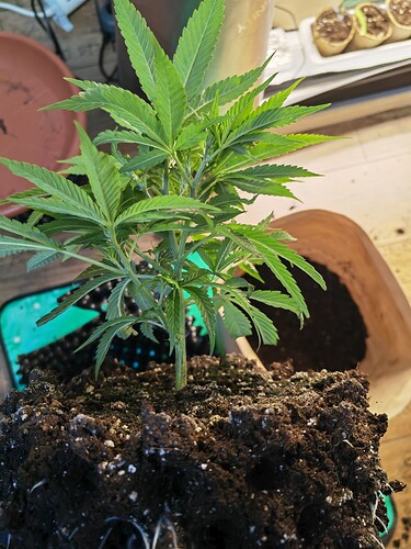 Growreport Bild 17