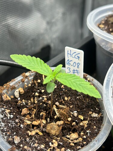 Growreport Bild 31