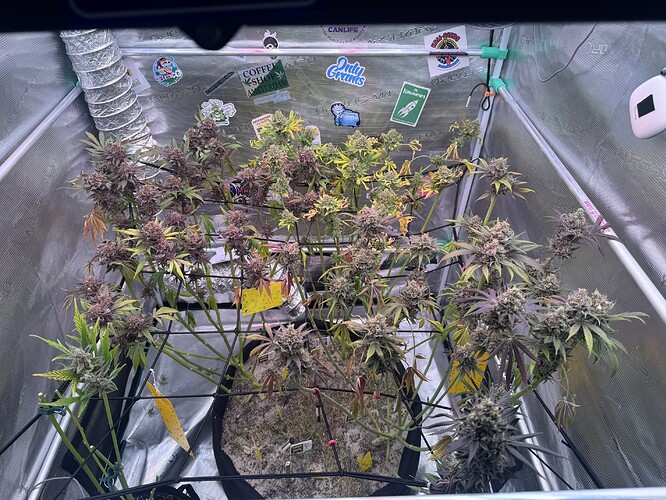 Growreport Bild 54