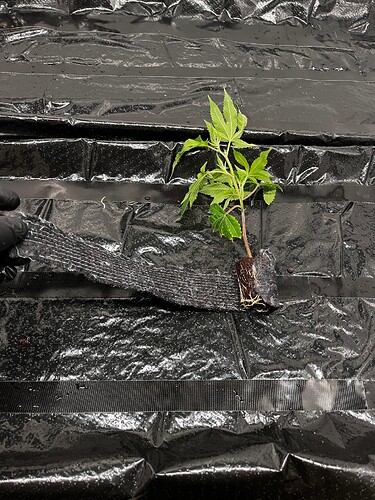 Growreport Bild 16