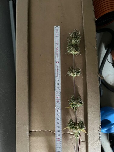 Growreport Bild 3