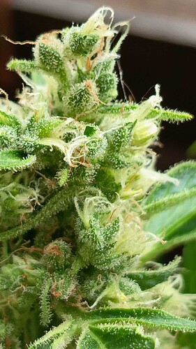 Growreport Bild 11