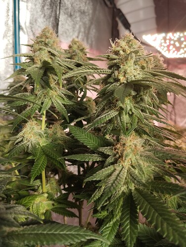 IMG_20250303_162749 - Kopie