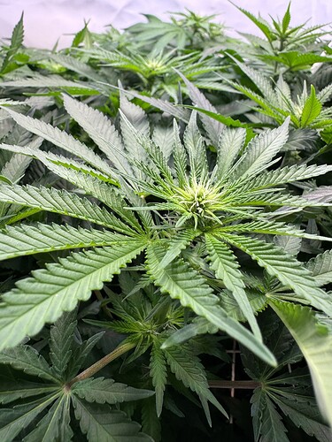 Growreport Bild 11