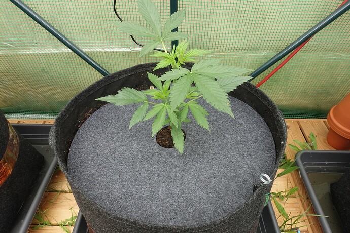 Growreport Bild 3