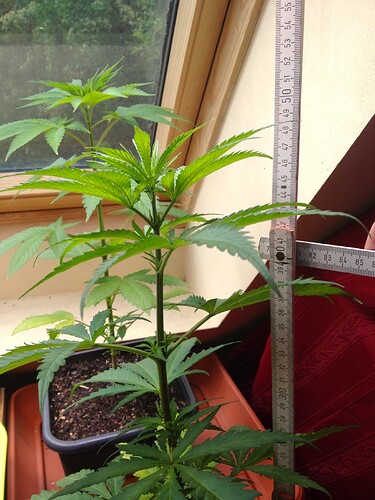 Grow25_0503_05