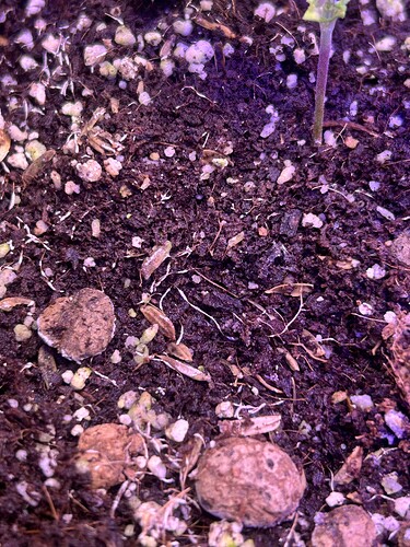 Growreport Bild 17