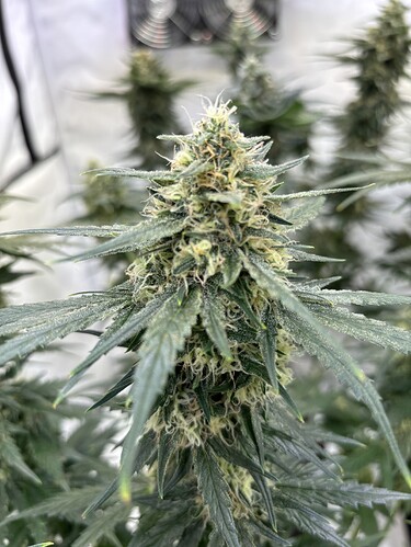 Growreport Bild 14