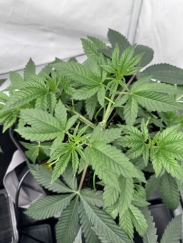Growreport Bild 5