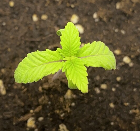 Growreport Bild 13