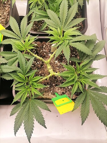 Growreport Bild 1