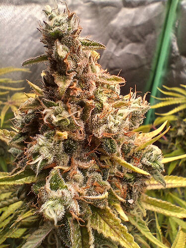 Growreport Bild 5