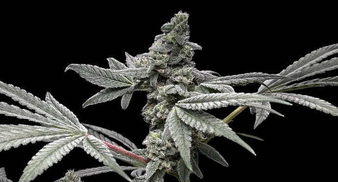 Growreport Bild 58