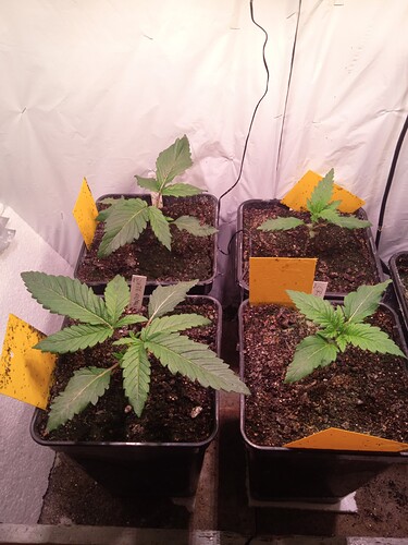 Growreport Bild 3