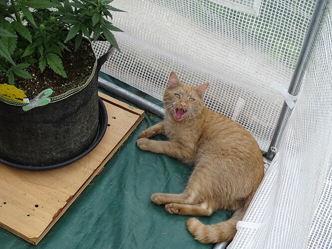 Growreport Bild 3