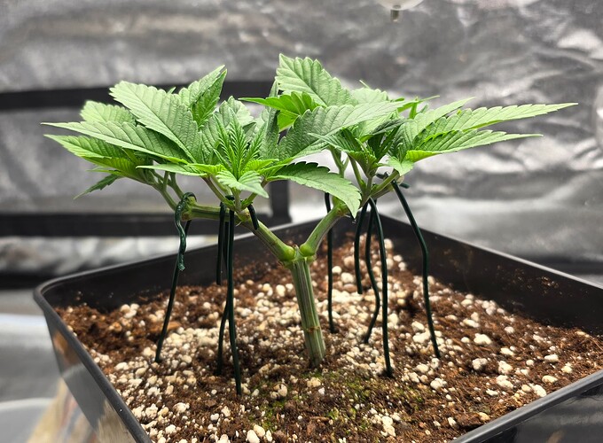 Growreport Bild 2