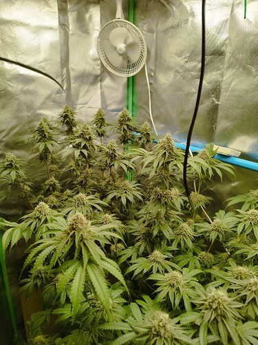 Growreport Bild 11