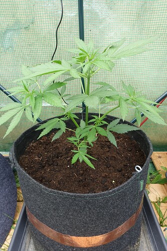 Growreport Bild 3