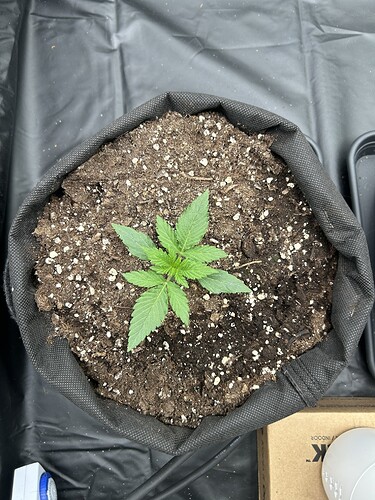 Growreport Bild 6