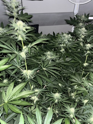 Growreport Bild 31