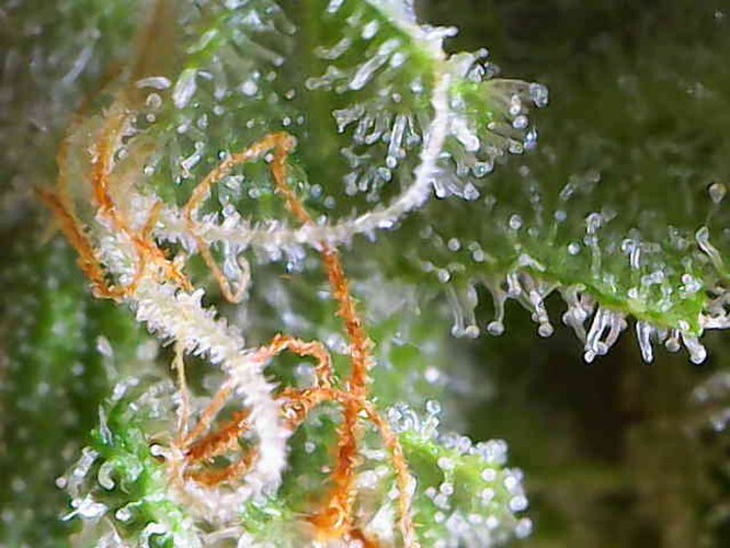 Growreport Bild 8