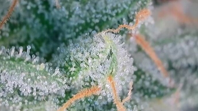 Growreport Bild 42