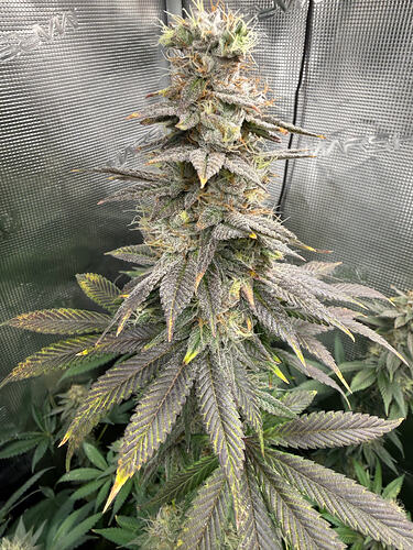 Growreport Bild 5