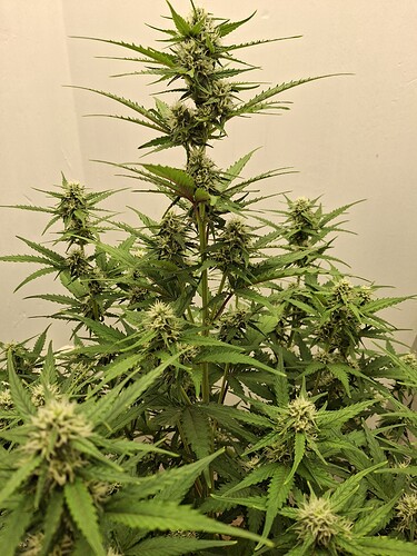 Growreport Bild 135