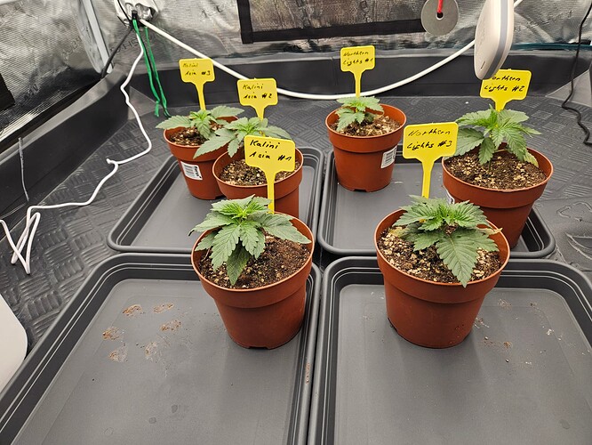 Growreport Bild 17