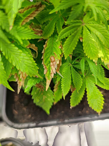 Growreport Bild 2